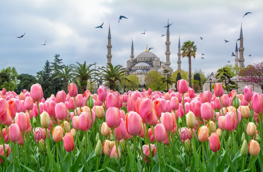 جشنواره لاله استانبول (Tulip Festival)